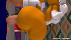 Amy Rose & Sonic The Hedgehog (Sega) Rule 34 Video